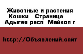 Животные и растения Кошки - Страница 3 . Адыгея респ.,Майкоп г.